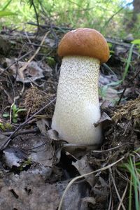 Klikni pro velký obrázek