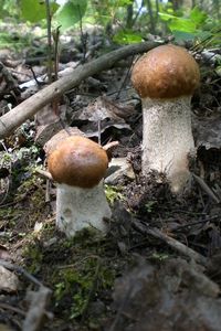 Klikni pro velký obrázek