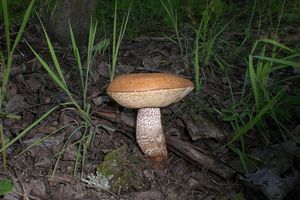 Klikni pro velký obrázek