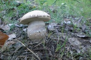 Klikni pro velký obrázek