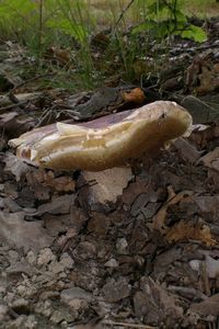 Klikni pro velký obrázek