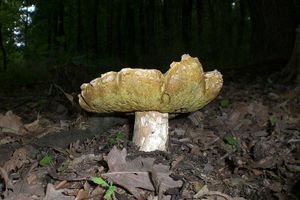 Klikni pro velký obrázek