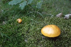 Klikni pro velký obrázek