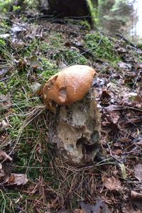 Klikni pro velký obrázek