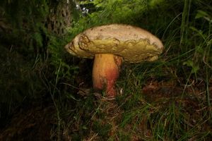 Klikni pro velký obrázek