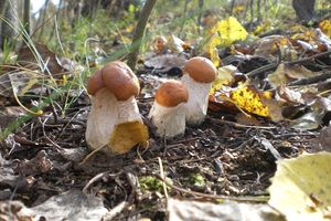 Klikni pro velký obrázek