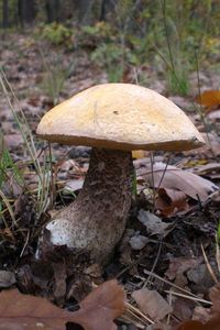 Klikni pro velký obrázek