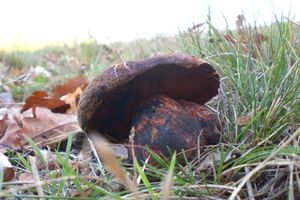 Klikni pro velký obrázek