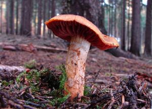 Klikni pro velký obrázek