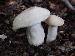 Klikni pro velký obrázek