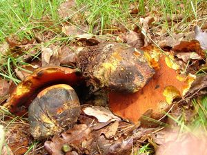 Klikni pro velký obrázek