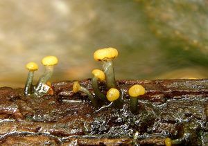 Míhavka vodní - Vibrissea truncorum