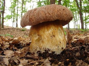 Klikni pro velký obrázek