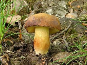 Klikni pro velký obrázek