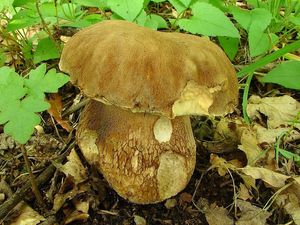 Klikni pro velký obrázek