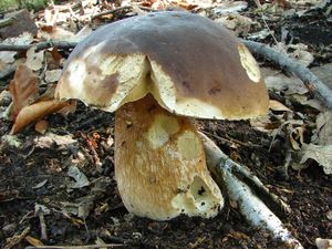 Klikni pro velký obrázek