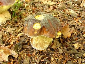 Klikni pro velký obrázek