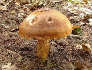 Klikni pro velký obrázek