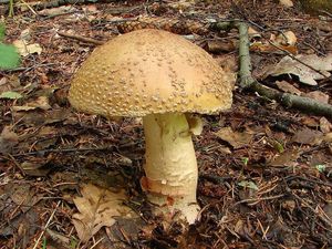 Klikni pro velký obrázek