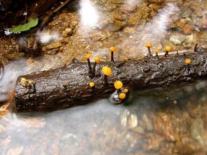 Míhavka vodní - Vibrissea truncorum