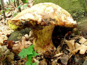 Klikni pro velký obrázek