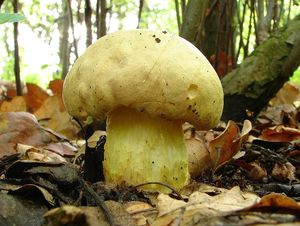 Klikni pro velký obrázek