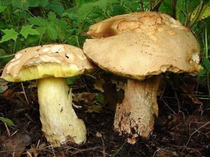 Klikni pro velký obrázek