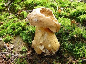 Klikni pro velký obrázek