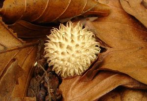 Pýchavka ježatá - Lycoperdon echinatum Pers. 1794