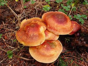 Klikni pro velký obrázek