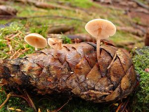 Klikni pro velký obrázek