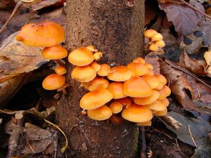 Klikni pro velký obrázek