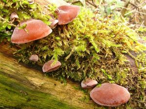 Klikni pro velký obrázek