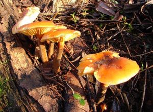 Klikni pro velký obrázek