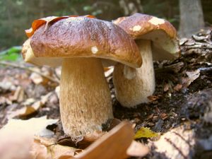 Hřib smrkový - Boletus edulis Bull. 1782