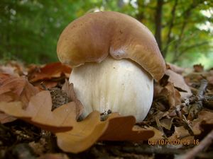 Hřib smrkový - Boletus edulis Bull. 1782