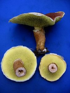 Klikni pro velký obrázek