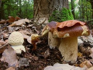 Hřib smrkový - Boletus edulis Bull. 1782