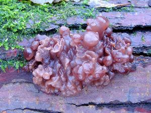 Klikni pro velký obrázek