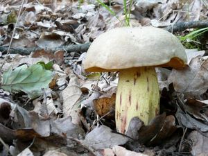 Klikni pro velký obrázek