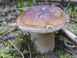 Klikni pro velký obrázek