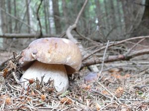 Klikni pro velký obrázek