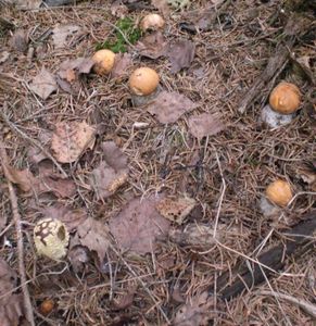 Klikni pro velký obrázek