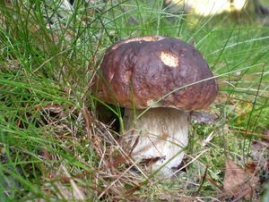 Klikni pro velký obrázek