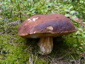 Klikni pro velký obrázek