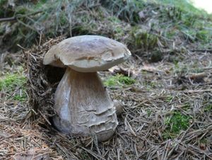 Klikni pro velký obrázek