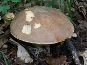 Klikni pro velký obrázek