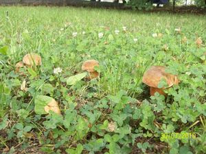 Klikni pro velký obrázek