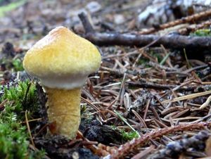 Klikni pro velký obrázek