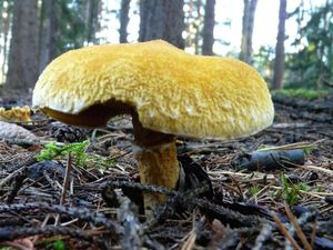 Klikni pro velký obrázek